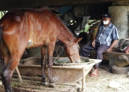 Before the pandemic and the lockdown, horse carriage workers earned about $30-40 a day [Jessica Washington/Al Jazeera]