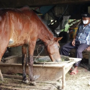 Before the pandemic and the lockdown, horse carriage workers earned about $30-40 a day [Jessica Washington/Al Jazeera]