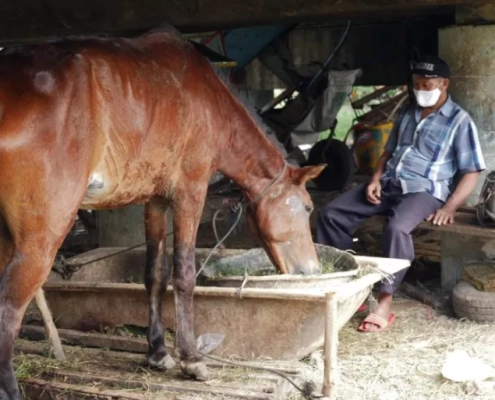 Before the pandemic and the lockdown, horse carriage workers earned about $30-40 a day [Jessica Washington/Al Jazeera]