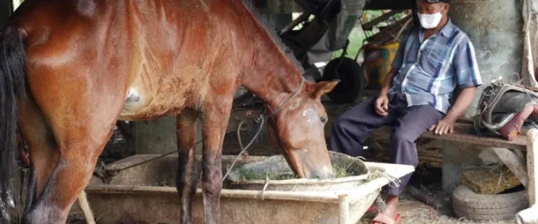 Before the pandemic and the lockdown, horse carriage workers earned about $30-40 a day [Jessica Washington/Al Jazeera]