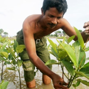 Trying to revive and protect Indonesia’s mangroves