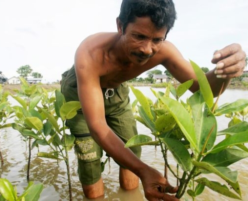 Trying to revive and protect Indonesia’s mangroves