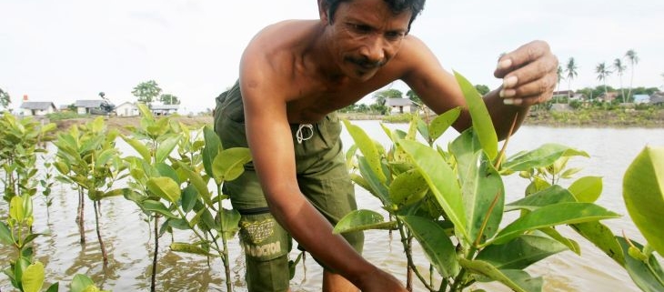 Trying to revive and protect Indonesia’s mangroves