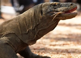 indonesias-jurassic-park-construction-begins-despite-concerns