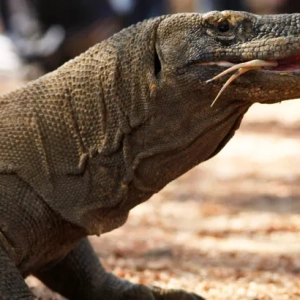 indonesias-jurassic-park-construction-begins-despite-concerns