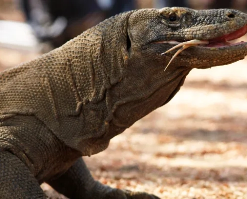 indonesias-jurassic-park-construction-begins-despite-concerns